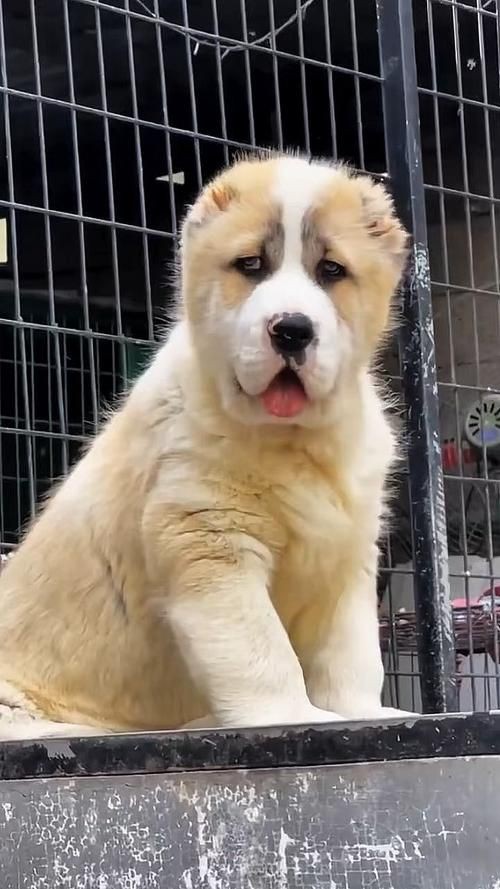 最純的中亞犬圖片【“最純的中亞犬圖片”聚焦于展現(xiàn)這一古老犬種的獨特魅力】