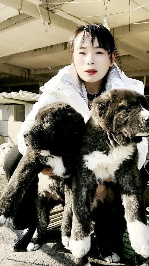 最純的中亞犬圖片【“最純的中亞犬圖片”聚焦于展現(xiàn)這一古老犬種的獨特魅力】