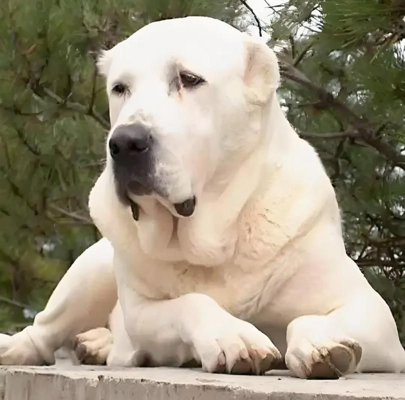 最純的中亞犬圖片【“最純的中亞犬圖片”聚焦于展現這一古老犬種的獨特魅力】