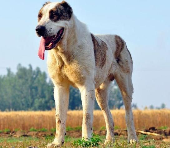 最純的中亞犬圖片【“最純的中亞犬圖片”聚焦于展現(xiàn)這一古老犬種的獨特魅力】