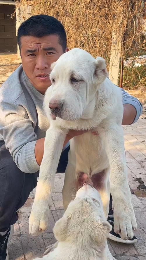 最純的中亞犬圖片【“最純的中亞犬圖片”聚焦于展現(xiàn)這一古老犬種的獨特魅力】