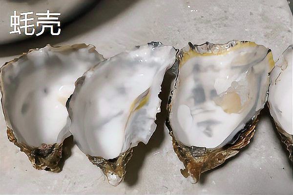 錦鯉最建議買的5種濾材【錦鯉養殖技術——錦鯉池過濾】