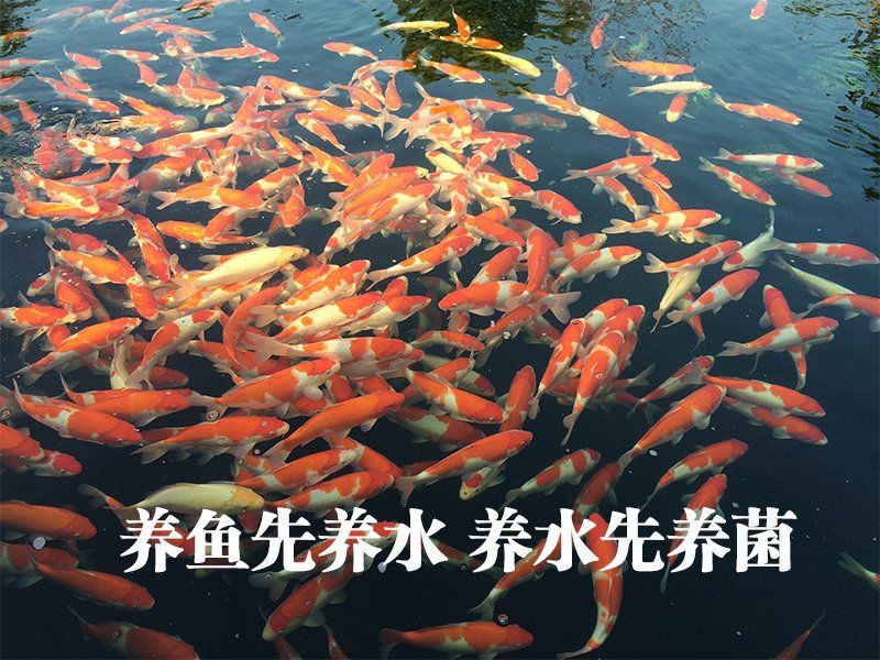 錦鯉最建議買的5種濾材【錦鯉養殖技術——錦鯉池過濾】