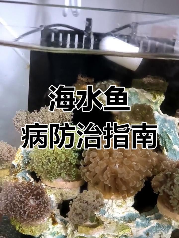 魚身上寄生蟲感染后如何治療？【魚身上出現寄生蟲感染后的治療方法】