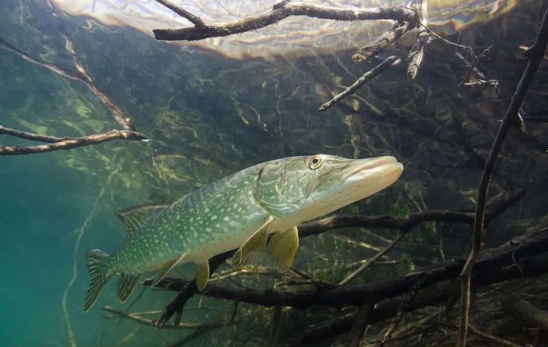 東北狗魚學(xué)名叫什么魚【東北狗魚學(xué)名為黑斑狗魚，屬于狗魚科、狗魚屬淡水魚類】