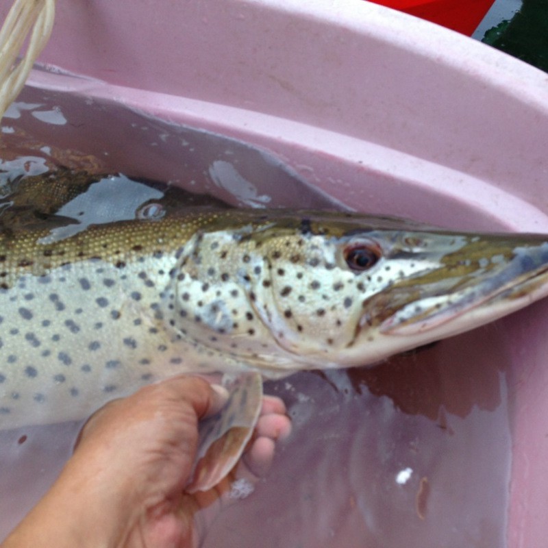 東北狗魚學(xué)名叫什么魚【東北狗魚學(xué)名為黑斑狗魚，屬于狗魚科、狗魚屬淡水魚類】