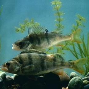 東北狗魚學名叫什么魚【東北狗魚學名為黑斑狗魚，屬于狗魚科、狗魚屬淡水魚類】