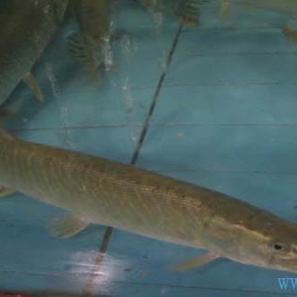 東北狗魚學名叫什么魚【東北狗魚學名為黑斑狗魚，屬于狗魚科、狗魚屬淡水魚類】