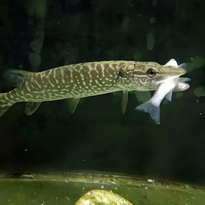 東北狗魚學(xué)名叫什么魚【東北狗魚學(xué)名為黑斑狗魚，屬于狗魚科、狗魚屬淡水魚類】