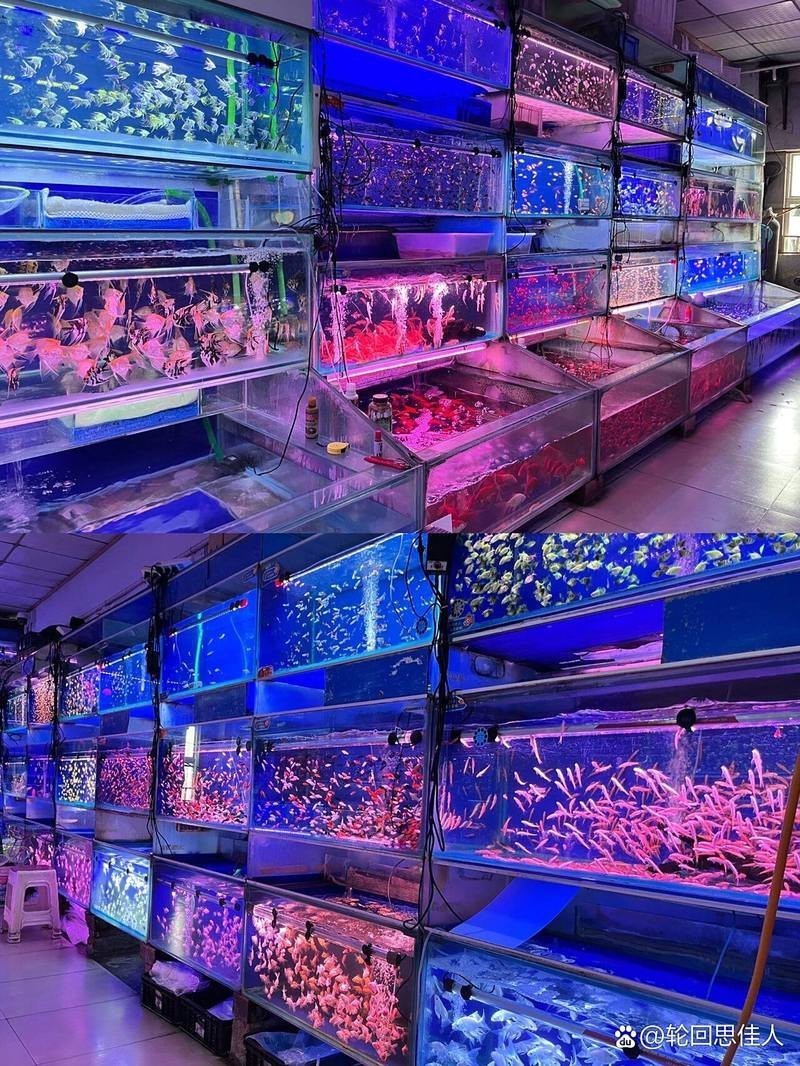 昌樂水族店【探秘美妝昌樂縣瀚海水族館哪個(gè)口碑最好瀚海水族館怎么樣】