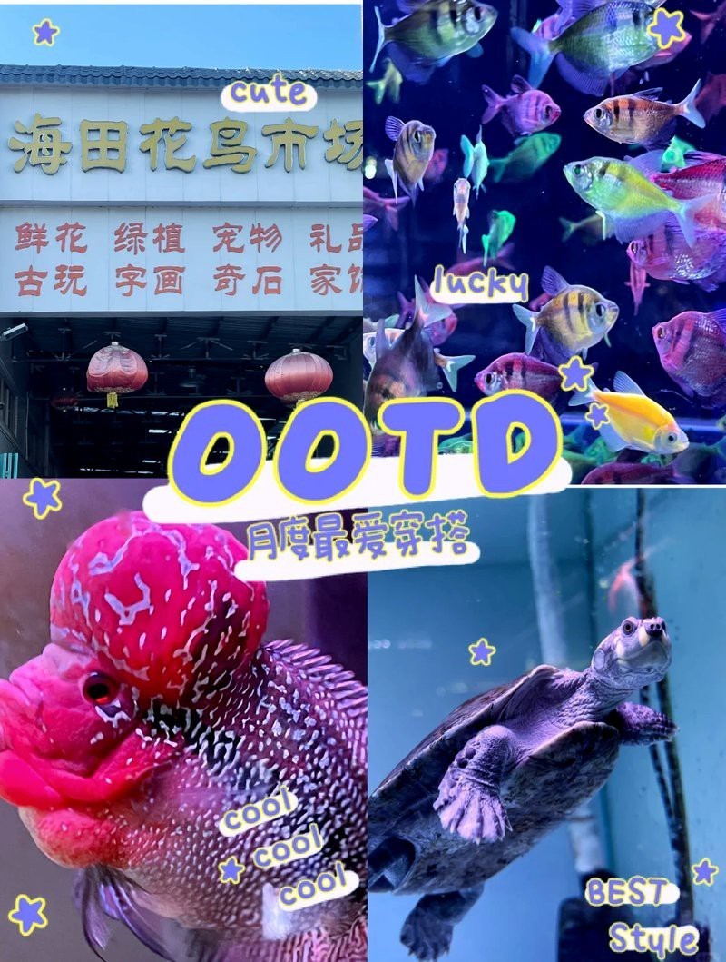昌樂水族店【探秘美妝昌樂縣瀚海水族館哪個(gè)口碑最好瀚海水族館怎么樣】