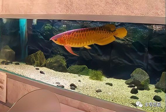 和田龍魚店【“和田龍魚店”聚焦于和田玉材質的龍魚主題工藝品】