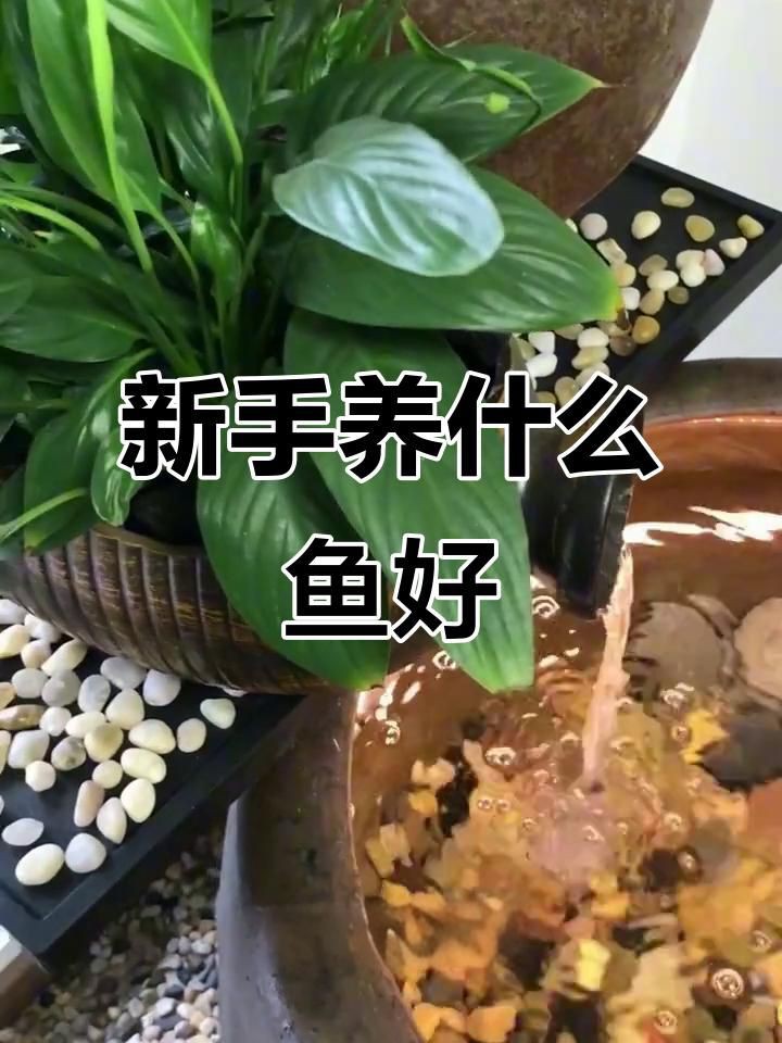 有哪些觀賞魚適合新手飼養？【《有哪些觀賞魚適合新手飼養的八大觀賞魚推薦”】