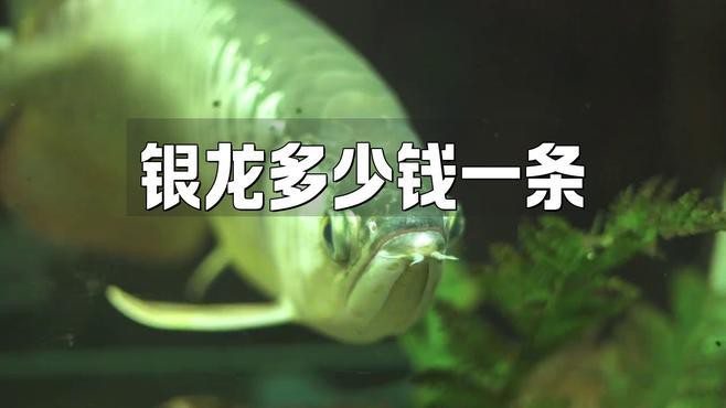 40公分銀龍多少錢一條【銀龍魚一條多少錢】