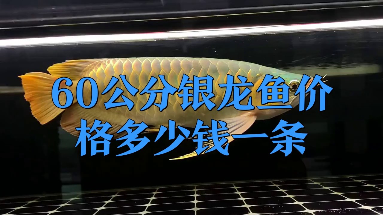 40公分銀龍多少錢一條【銀龍魚一條多少錢】