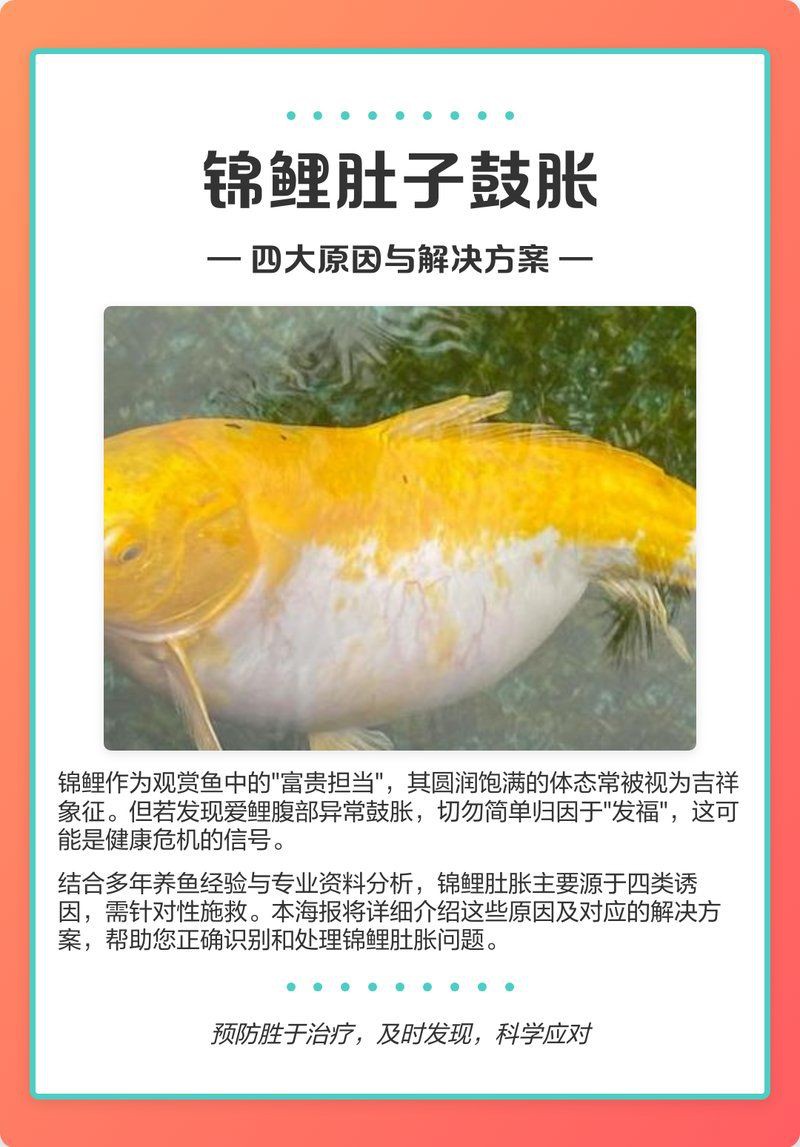 錦鯉肚子鼓脹要警惕【錦鯉肚子鼓脹怎么辦】