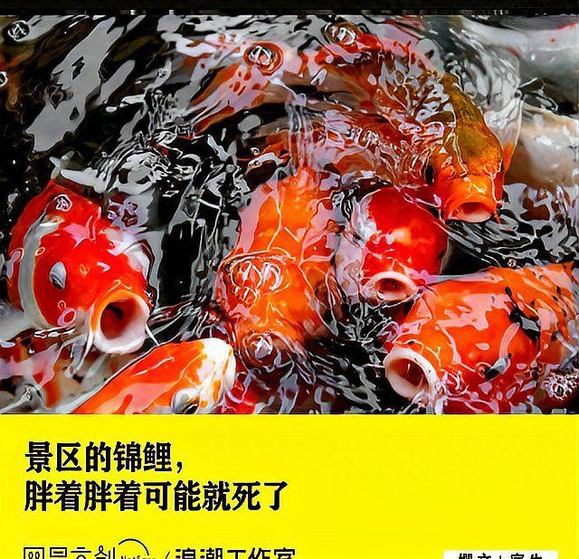 錦鯉肚子鼓脹要警惕【錦鯉肚子鼓脹怎么辦】