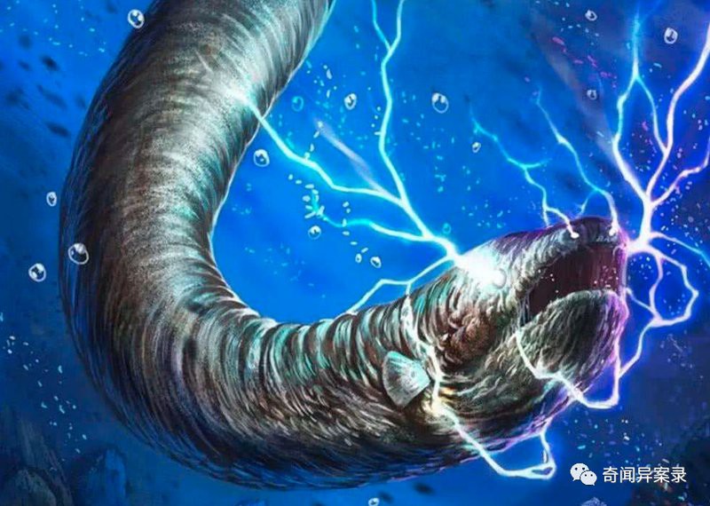 電鰻放電會(huì)把自己電死嗎【電鰻在什么情況下會(huì)被電死】