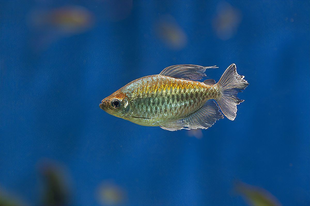 魚爛尾加鹽后多久見效？【魚爛尾加鹽后見效時間】