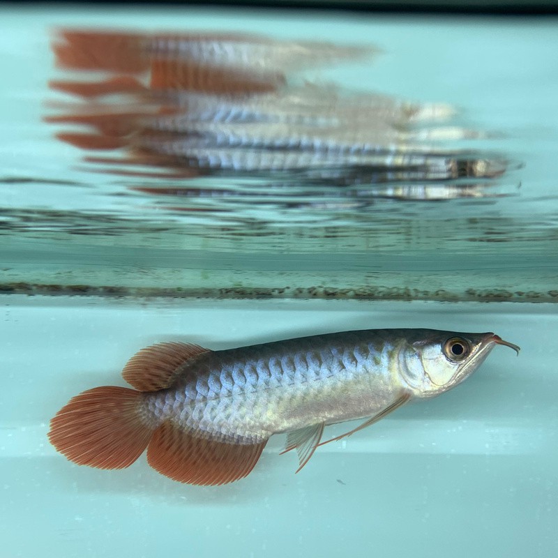 泗水紅龍魚大概多少錢一條【泗水紅龍的價格】