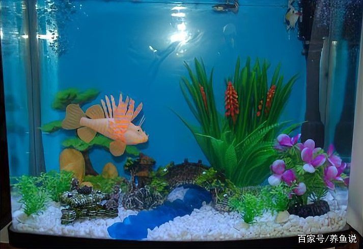 魚缸的裝飾物有哪些講究【《魚缸的裝飾物有哪些講究》在布置魚缸時，裝飾物的搭配大有門道】