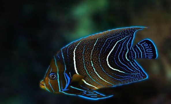 淡水鯧魚與海鯧魚區別【淡水鯧魚與海水鯧魚的區別，淡水鯧魚和淡水鯧魚的區別】 淡水鯧魚與海鯧魚區別【淡水鯧魚與海水鯧魚的區別，淡水鯧魚和淡水鯧魚的區別】 龍魚論壇 第3張