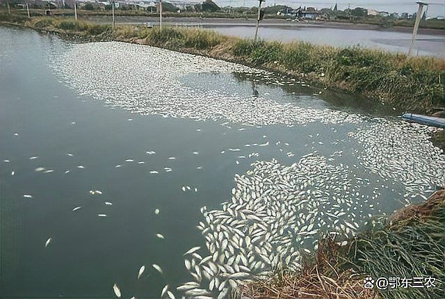 魚塘浮頭時應該如何緊急處理？【《魚塘浮頭時應該如何緊急處理？》】 魚塘浮頭時應該如何緊急處理？【《魚塘浮頭時應該如何緊急處理？》】 龍魚百科 第4張