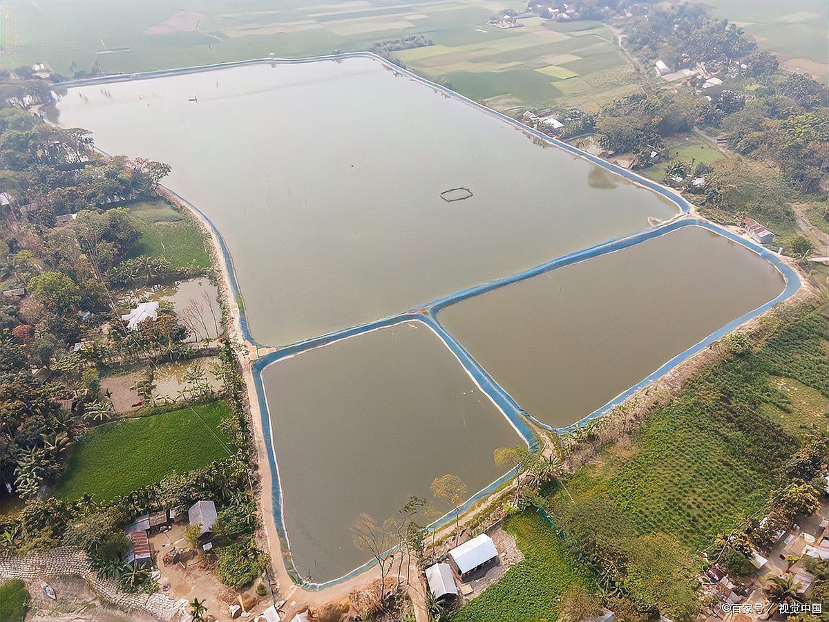 魚塘浮頭時應該如何緊急處理？【《魚塘浮頭時應該如何緊急處理？》】 魚塘浮頭時應該如何緊急處理？【《魚塘浮頭時應該如何緊急處理？》】 龍魚百科 第5張