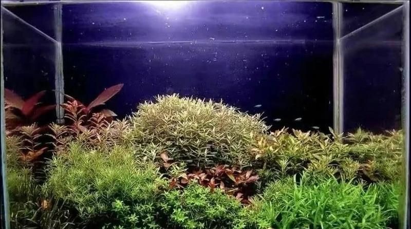 吉印水草燈爆藻燈【吉印水草燈與爆藻燈的科學應用指南:吉印水草燈與爆藻燈的區別】