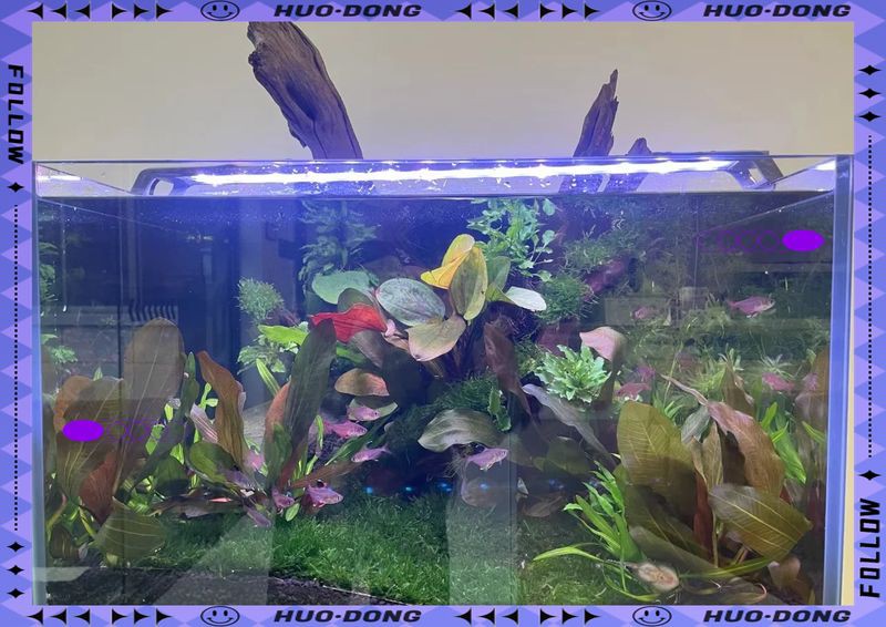 吉印水草燈爆藻燈【吉印水草燈與爆藻燈的科學應用指南:吉印水草燈與爆藻燈的區別】