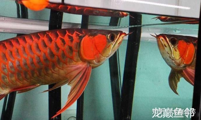 養龍魚需要哪些設備？【養龍魚的注意事項】