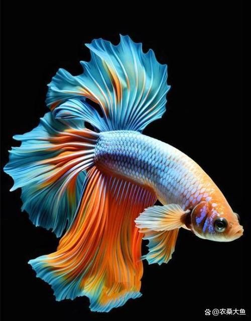 最漂亮的魚(yú)手機(jī)壁紙【霽楓壁紙,壁紙分享】