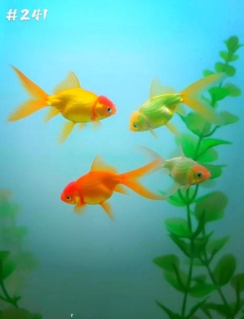 最漂亮的魚(yú)手機(jī)壁紙【霽楓壁紙,壁紙分享】