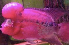 魚蒙眼病多久會死【《魚蒙眼病多久會死》】