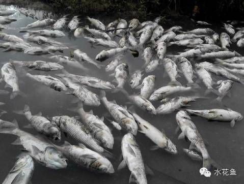 有哪些化學(xué)增氧劑可以使用？【化學(xué)增氧劑的使用與注意事項(xiàng)】