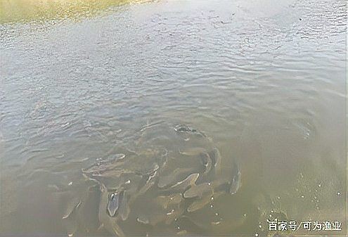 有哪些化學增氧劑可以使用？【化學增氧劑的使用與注意事項】