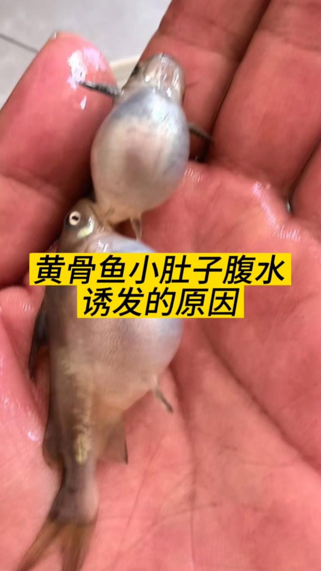 有哪些魚類容易得腹水病？【孔雀魚腹水怎么辦其他常見魚病問題全民小視頻詳解】