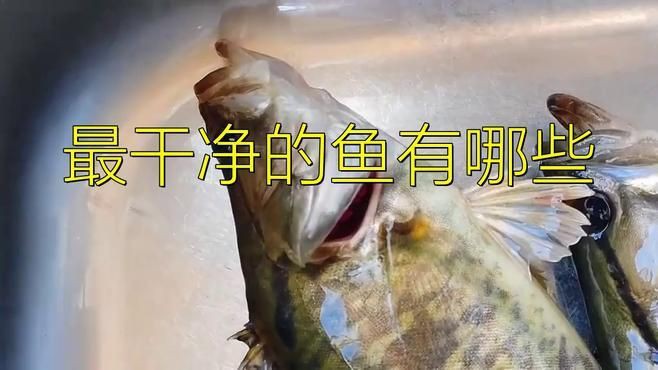 最干凈的三種魚【最干凈的三種魚有哪些】