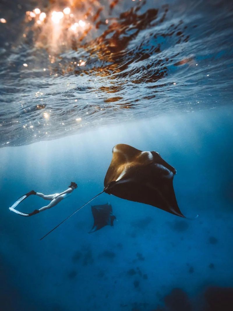 魔鬼魚是鰩魚還是蝠鲼【“魔鬼魚”是指誰【海洋護衛隊】與魔鬼魚的區別】