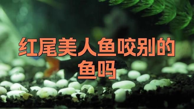 紅尾美人和什么魚混養好【紅尾皇冠魚正確養法全指南:新手必讀的實戰經驗】