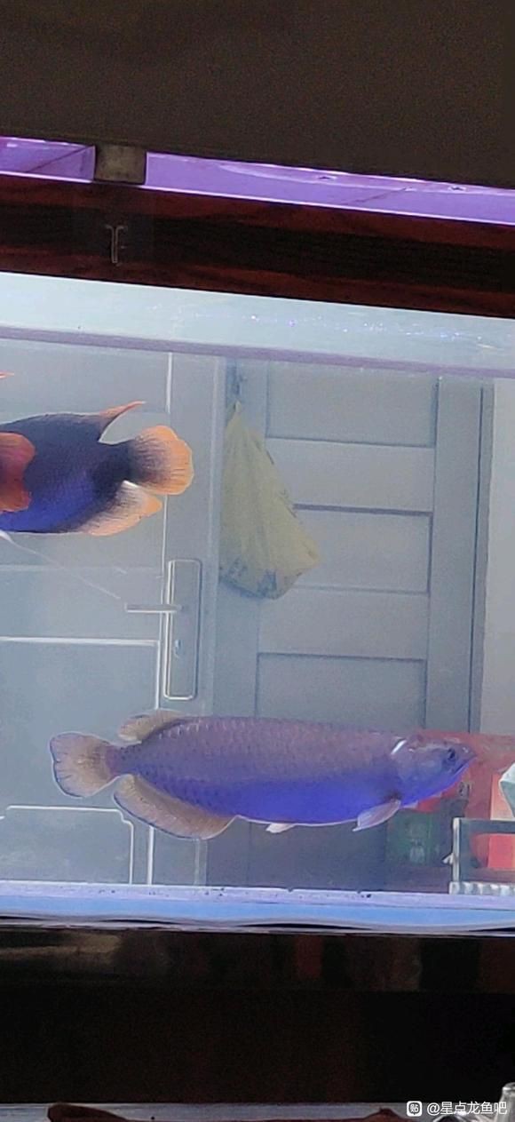 星點龍魚價格多少錢一條【星點龍魚價格百度貼吧被作為練手魚的星點龍魚價格百度貼吧】