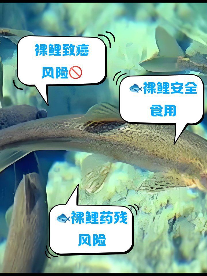 泗水龍魚為何要少吃【水龍魚有哪些功效與作用】