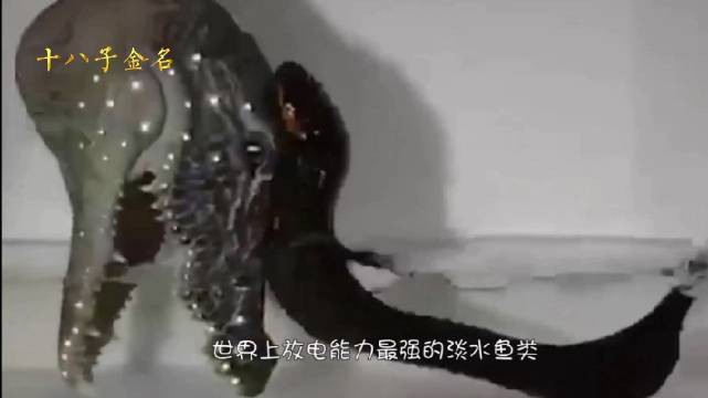 電鰻離了水還能放電嗎【“水中高壓線”電鰻是如何放電的】