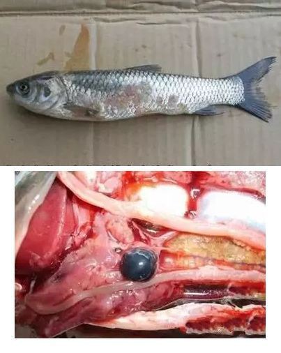 魚爛真菌和細(xì)菌圖片【魚體腐爛現(xiàn)象常由真菌和細(xì)菌共同作用引發(fā)】