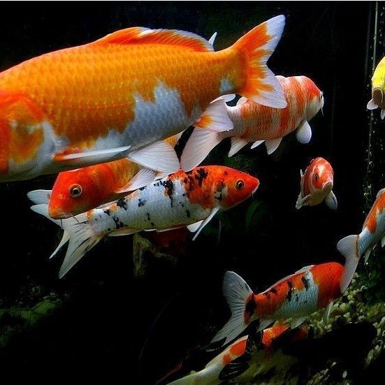 錦鯉是淡水魚還是海水魚【《心錦鯉是淡水和瀑布，不僅提供了適宜的生存】