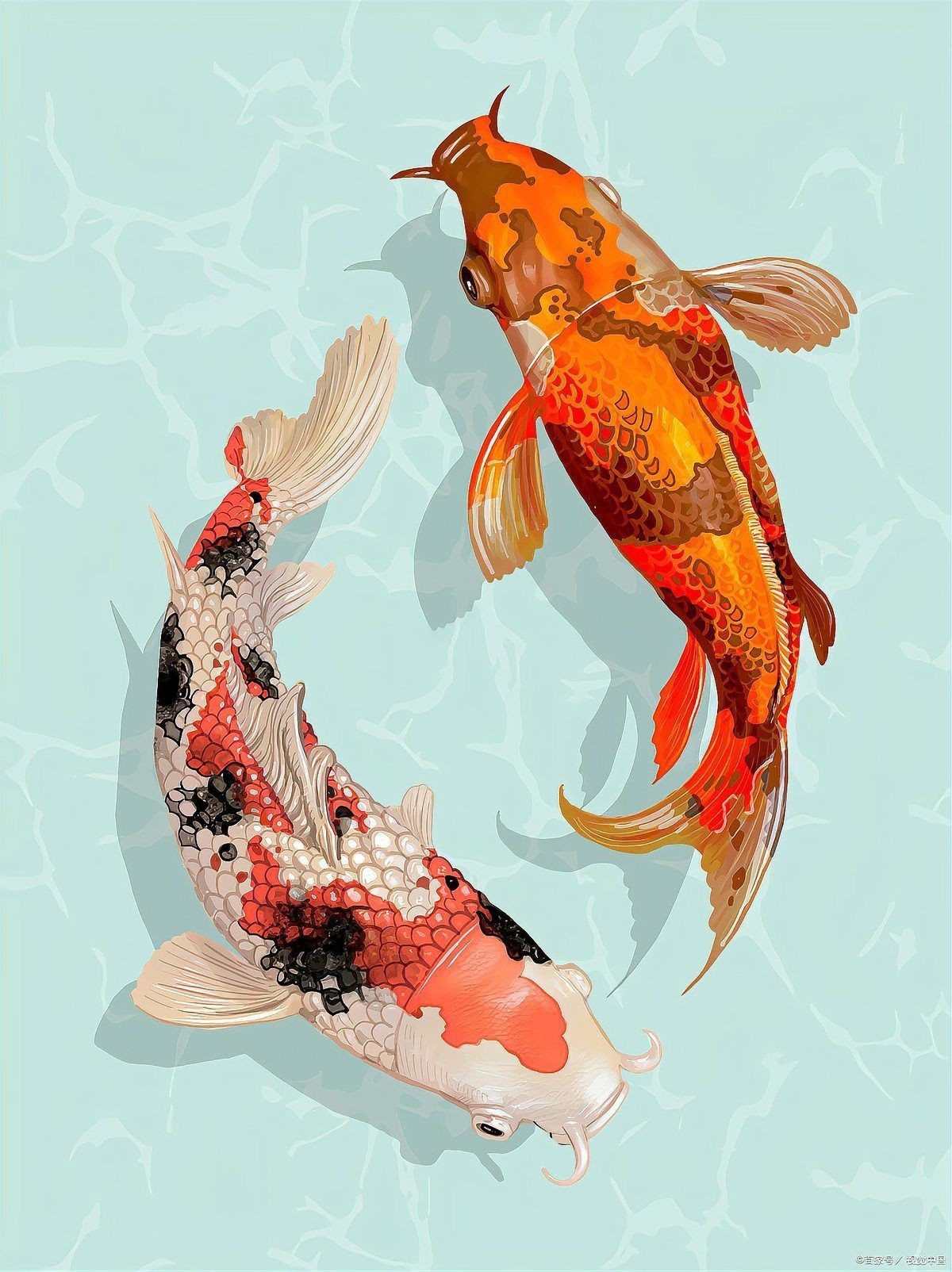 錦鯉是淡水魚還是海水魚【《心錦鯉是淡水和瀑布，不僅提供了適宜的生存】