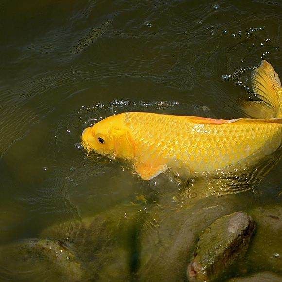 錦鯉是淡水魚還是海水魚【《心錦鯉是淡水和瀑布，不僅提供了適宜的生存】