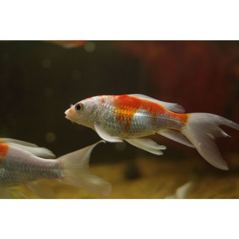 錦鯉是淡水魚還是海水魚【《心錦鯉是淡水和瀑布，不僅提供了適宜的生存】