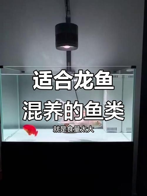 金龍混養(yǎng)最佳搭配圖【金龍魚混養(yǎng)的最佳5種配魚是什么】