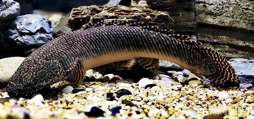 金龍混養(yǎng)最佳搭配圖【金龍魚混養(yǎng)的最佳5種配魚是什么】